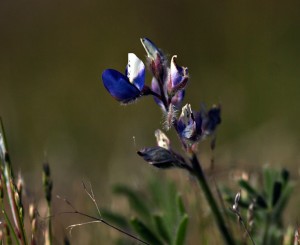Two-colored lupine